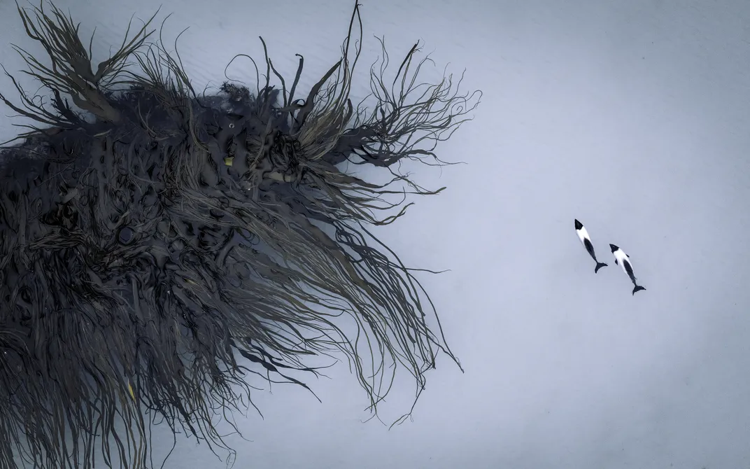 a giant mess of kelp looks like a large, hairy animal compared to two small black and white dolphins swimming to its right