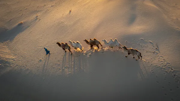 Camels on Sand Dunes thumbnail