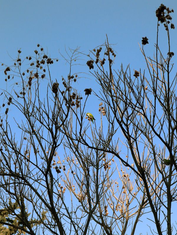 A green parrot in the center of Athens. thumbnail
