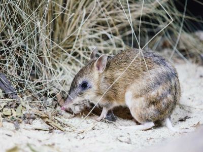 An eastern barred bandicoot explores its space in the Werribee Open Range Zoo.