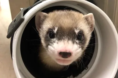Elizabeth Ann, the first cloned black-footed ferret and the first cloned endangered species native to North America, pictured here at 50 days old.
