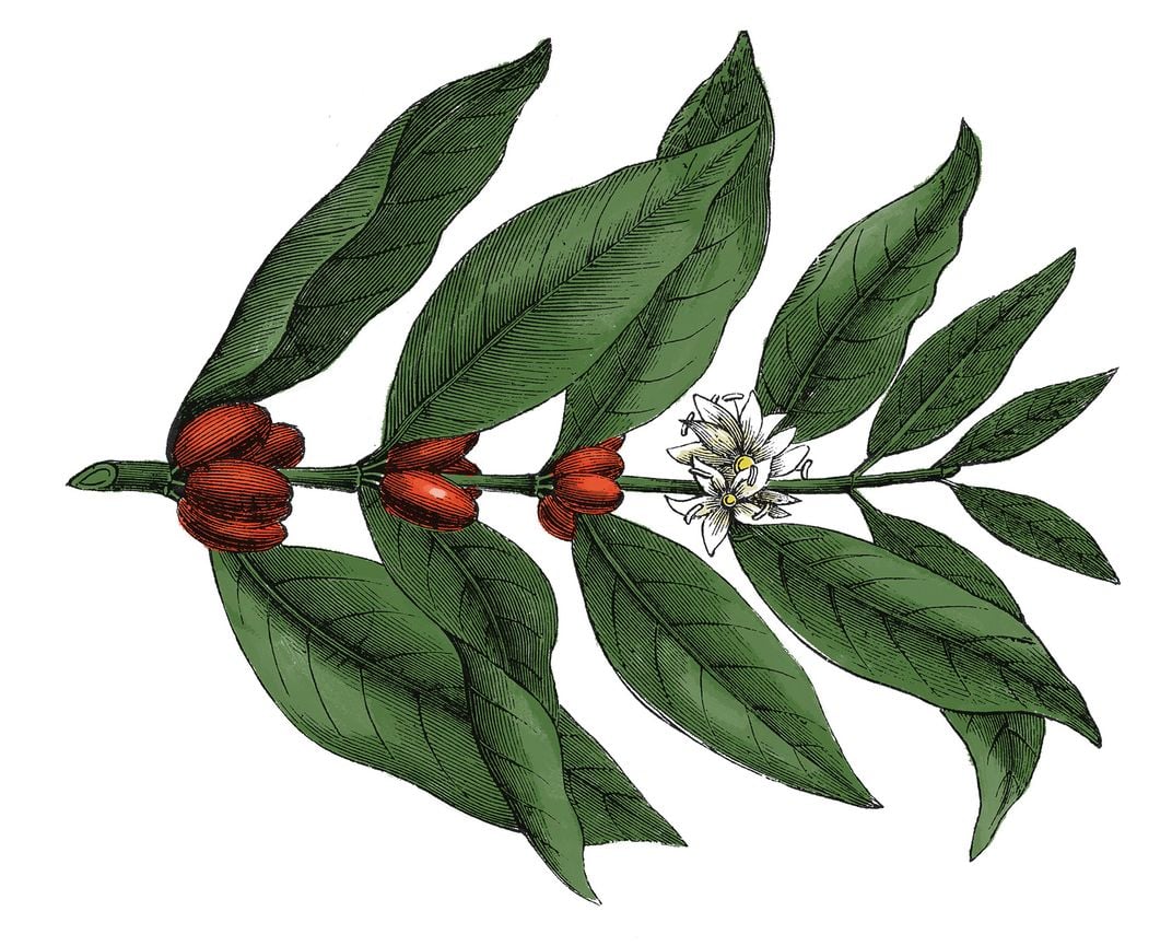 an illustration of the shrub Coffea arabica