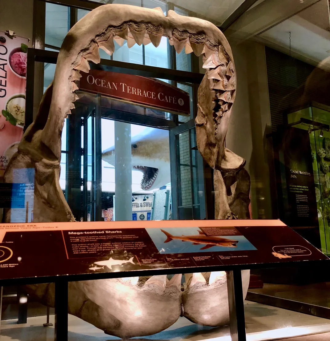 Fossil megalodon shark jaws and teeth on display in the National Museum of Natural History's Sant Ocean Hall.