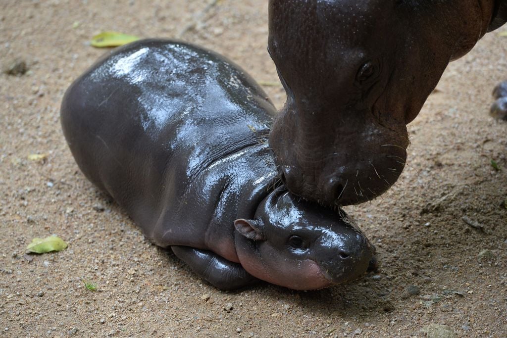 Moo Deng, baby hippo