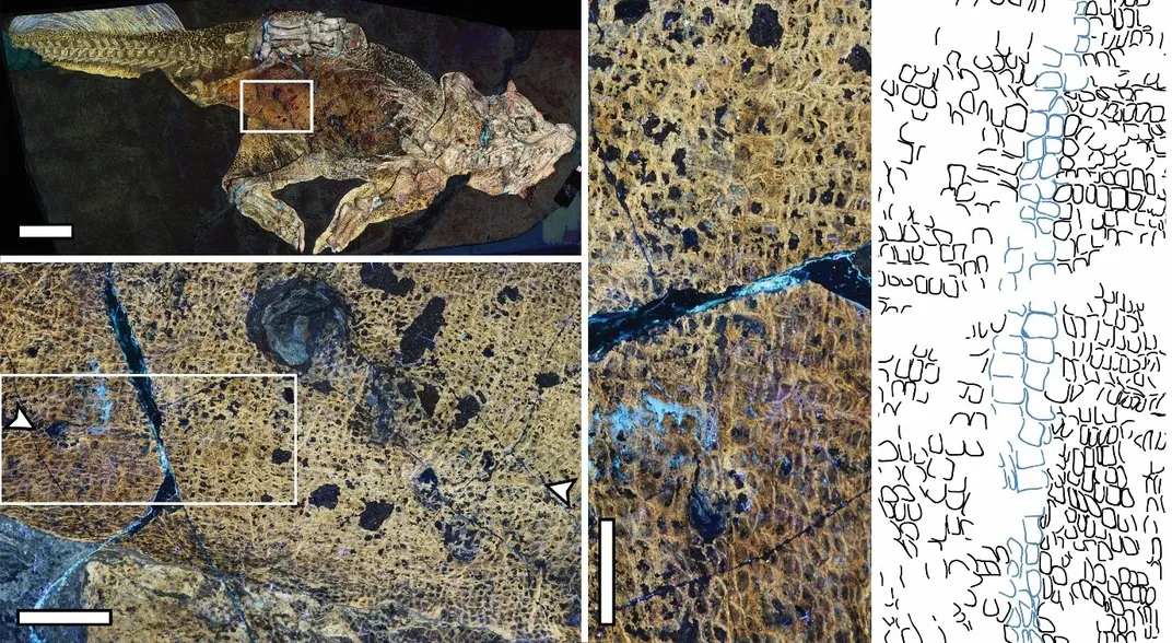 Fossil dinosaur image and navel scar analysis
