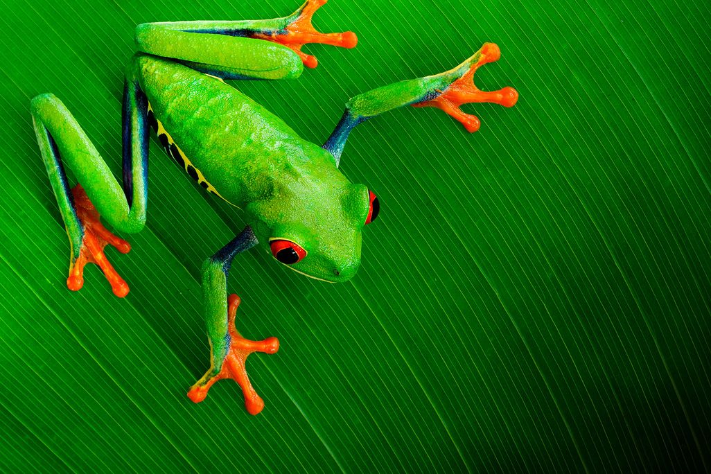 Red-Eyed Treefrog