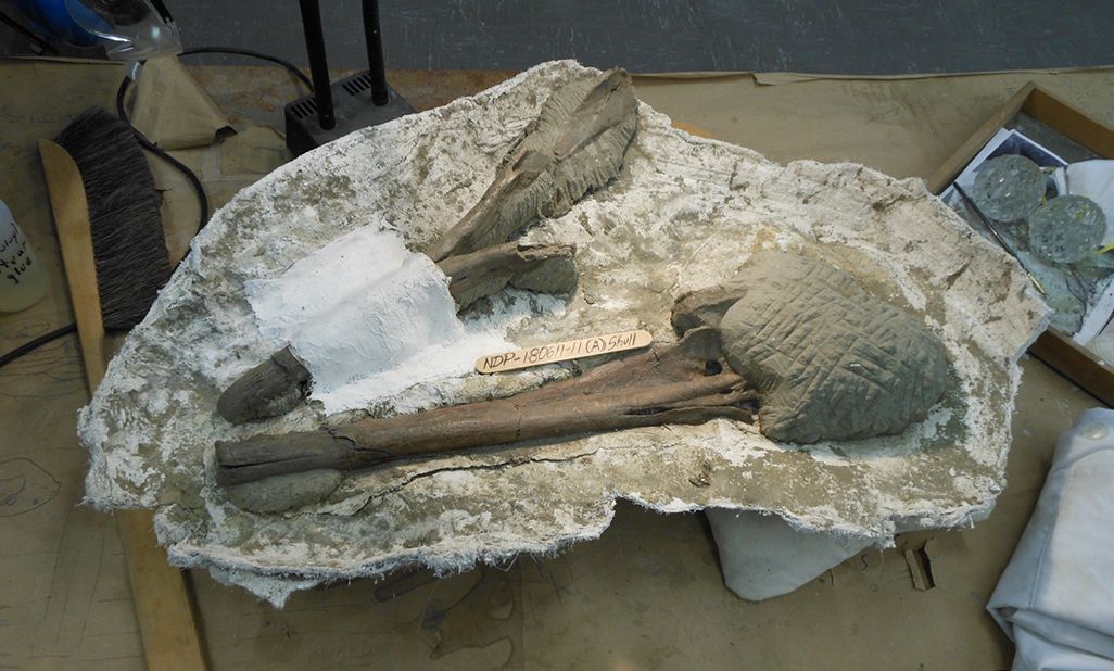 Skull and Jaws