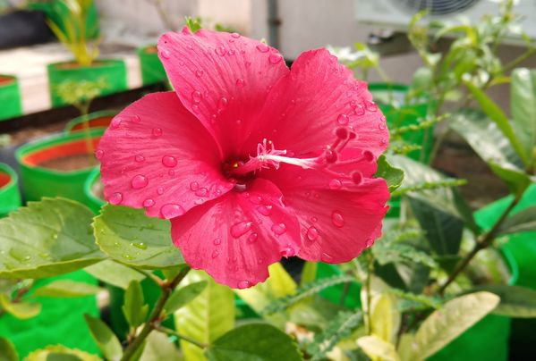 Hibiscus flower with dew drops thumbnail