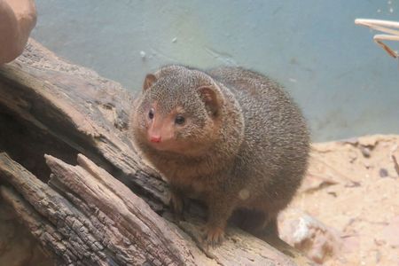 Dwarf mongoose at the National Zoo