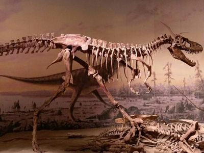 Juveniles from species of massive carnivorous dinosaurs, such as Tyrannosaurus rex, may have out-competed species that would have otherwise succeeded as medium-sized adults, according to new research.

