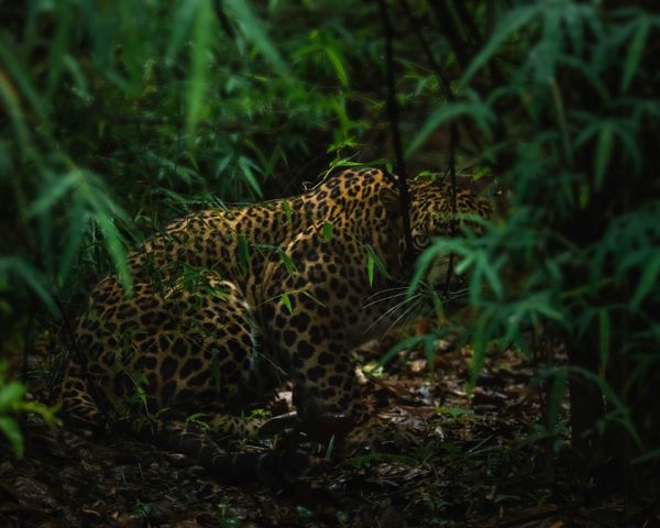Indian Elusive Leopard in its environment thumbnail