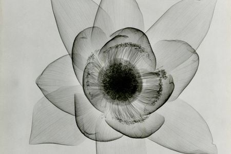 "Lotus, An X-ray" c. 1930's.