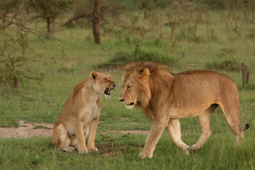 A male and a female lion court each other