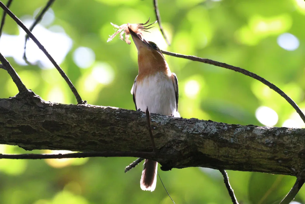 Bird with a small bug or crab in its mouth