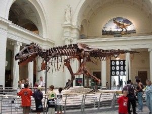 20110520083120tyrannosaurus-dinosaur-sue-300x225.jpg