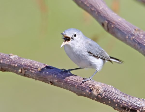 There was a bird who swallowed a bug thumbnail