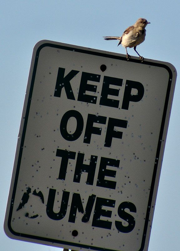 Mocking bird - keep off "MY" dunes. Nikon D90 & Tokina 80-400mm lens + 1.4x converter. thumbnail