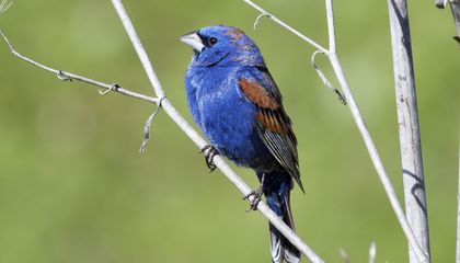 Birds in Their Pants: Two Men Accused of Smuggling 21 Avians After Miami Airport Bust