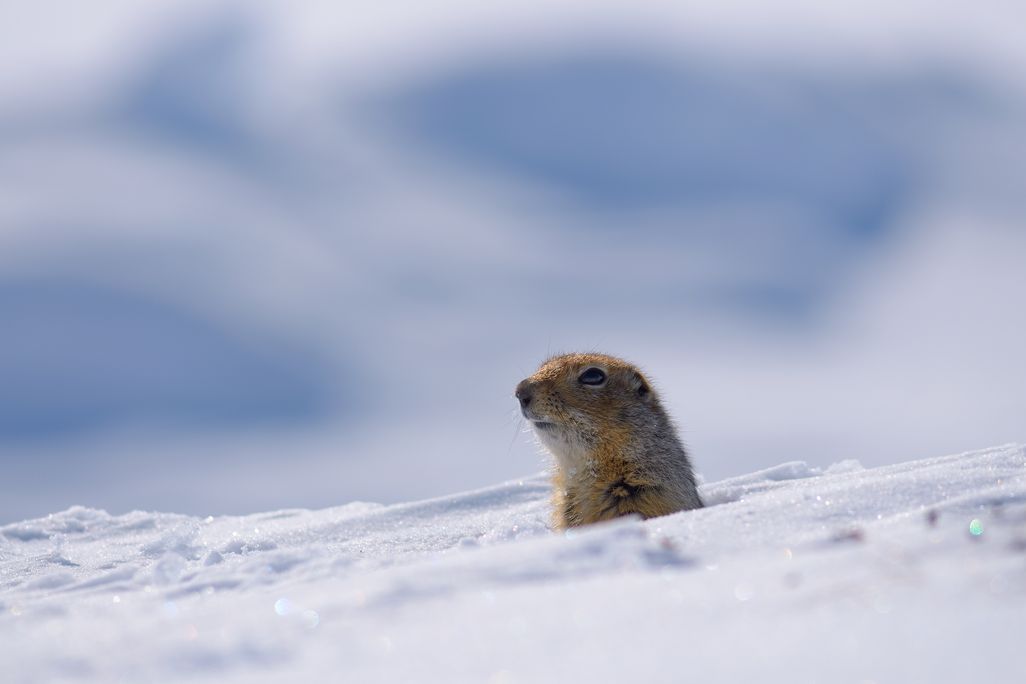 Arctic ground squirrel head poking up out of snow