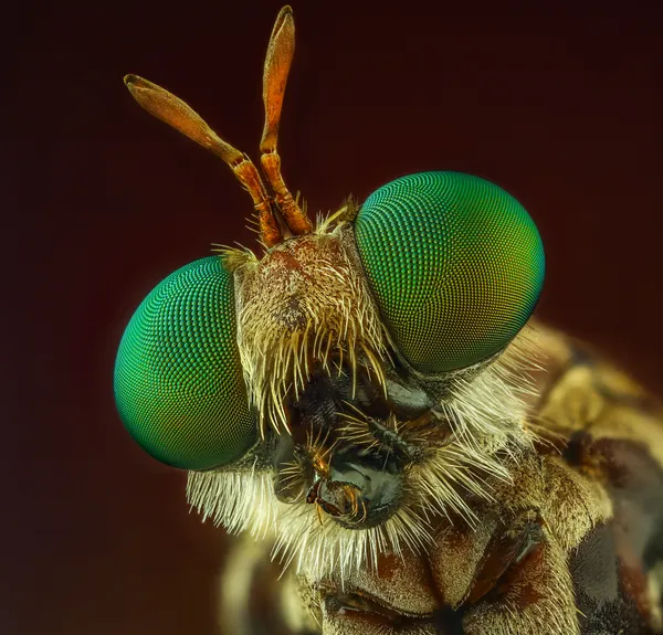 Eyes Robber Fly thumbnail