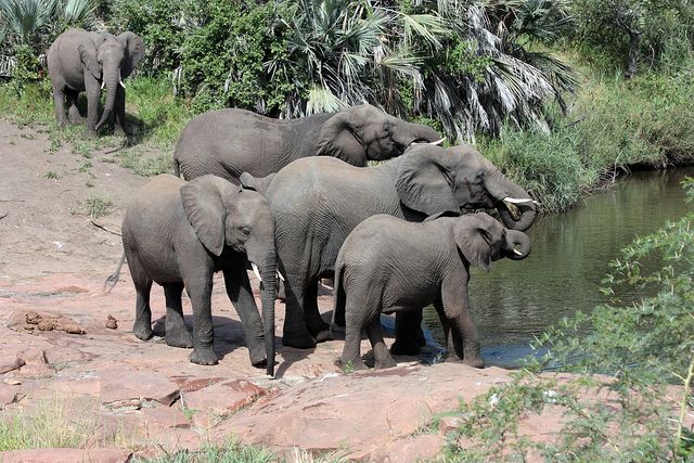 African elephants in Kruger National Park