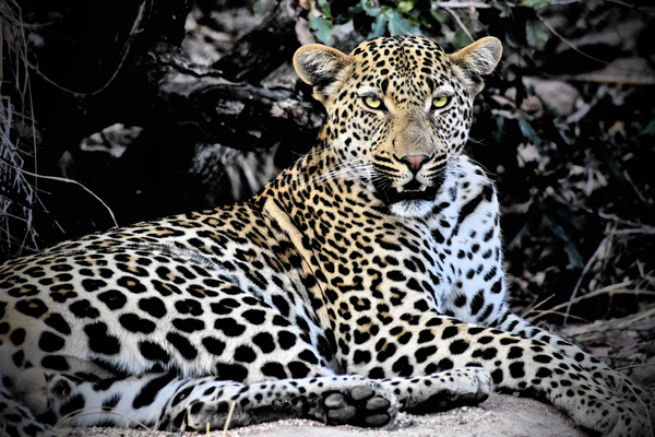 Leopard of South Africa thumbnail
