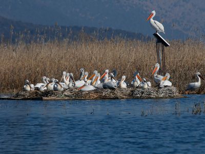 A floating platform in Skadar Lake entices pelicans to build their nests here, protecting them from floods.