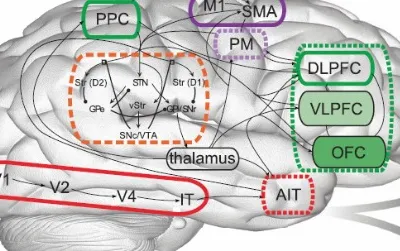 Meet Spaun, a computer model that mimics brain behavior.