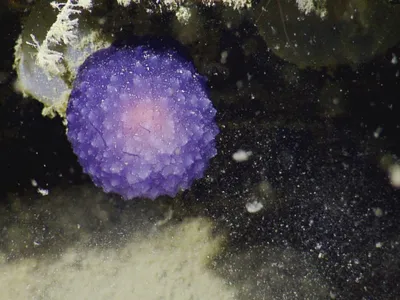 The purple orb, which may be a new species of nudibranch