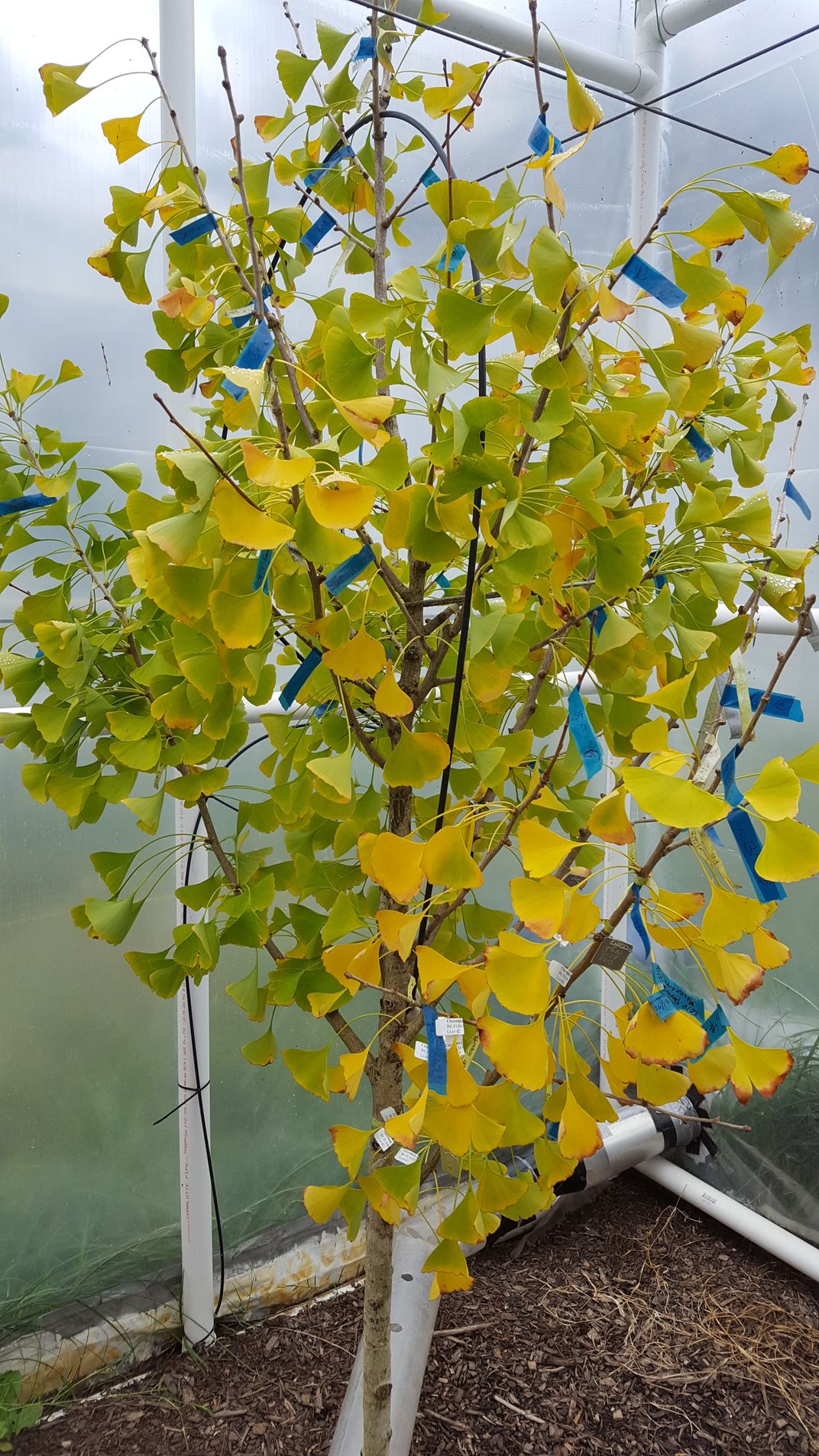 Smithsonian Scientists Are Using Ginkgo Leaves to Study Climate Change—They Need Your Help