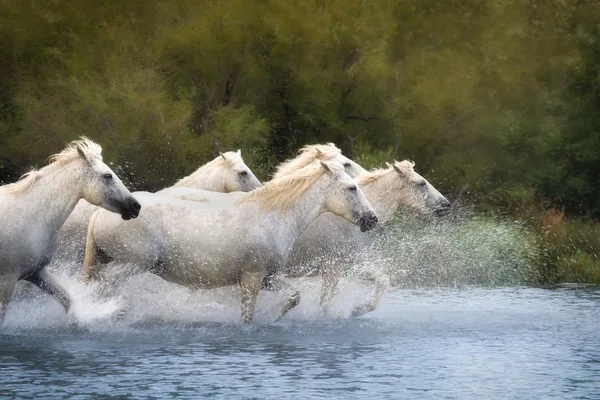 Horses of the Camargue thumbnail