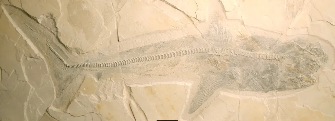 A fossilized side view of Ptychodus, preserved in limestone found in a quarry in northeastern Mexico.