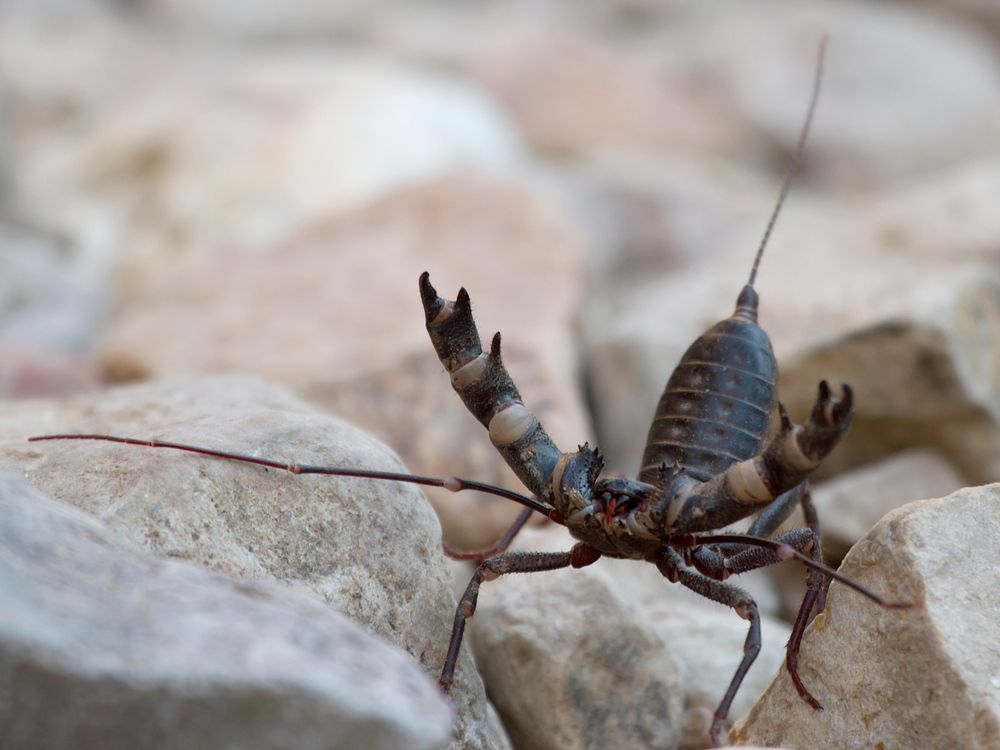 A vinegaroon faces the camera with its pincers raised in the air