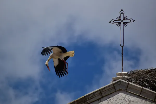 A stork above the old city wall in Faro thumbnail