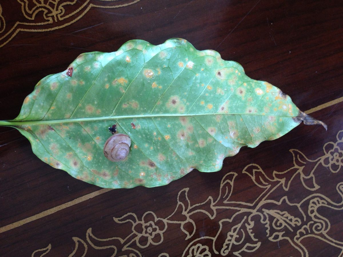 Invasive Snails Might Save Coffee Crops From Fungus, but Experts