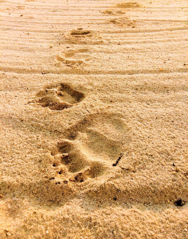 Black Bear Tracks in Sand thumbnail