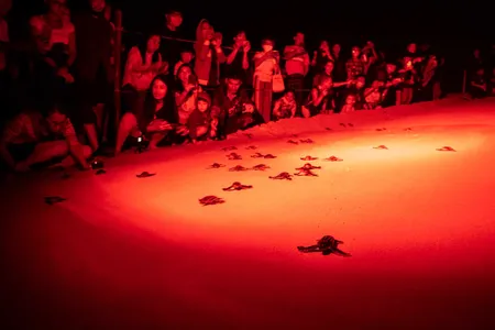 Tourists watch leatherback sea turtle hatchlings crawl toward the sea under the glow of less intrusive red lights. Artificial white lighting can attract the hatchlings away from the ocean, where predators may be lurking.