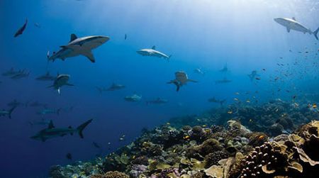 On Wednesday, June 8, at 6:30, meet ocean explorer Enric Sala at the Natural Museum.