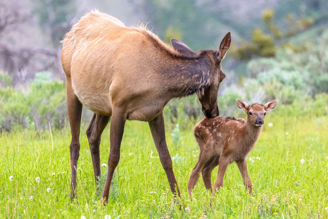 a female elk grooming a calf in the grass