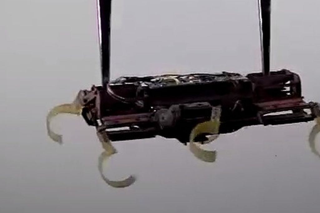20130114105016veliciroach.jpg
