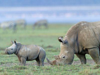 White rhinos graze in Nakuru National Park, Kenya.