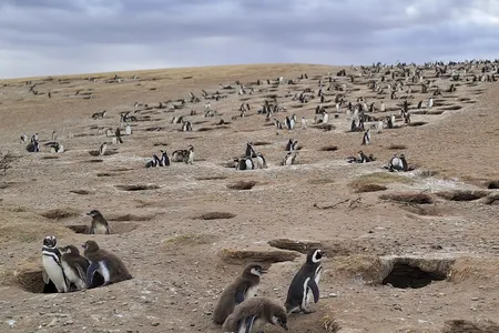 The Punta Medanosa colony of Magellanic penguins on the coast of Argentina has nearly 8,000 breeding pairs. Other colonies number in the hundreds of thousands.