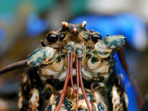 20110520104026lobster-300x225.jpg