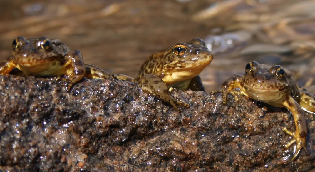 Three frogs on a rock in water
