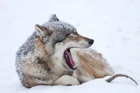 A wolf yawning in the snow near Hesse, Germany. 