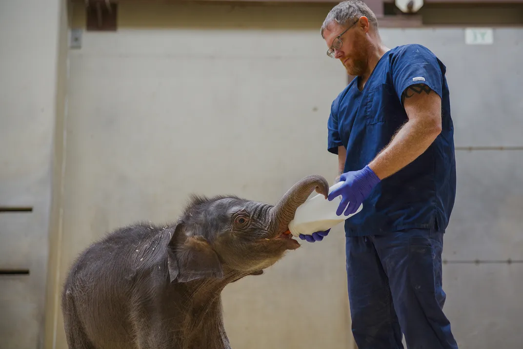 a small elephant just over waist-high drinks from a bottle of milk held by a male zookeeper