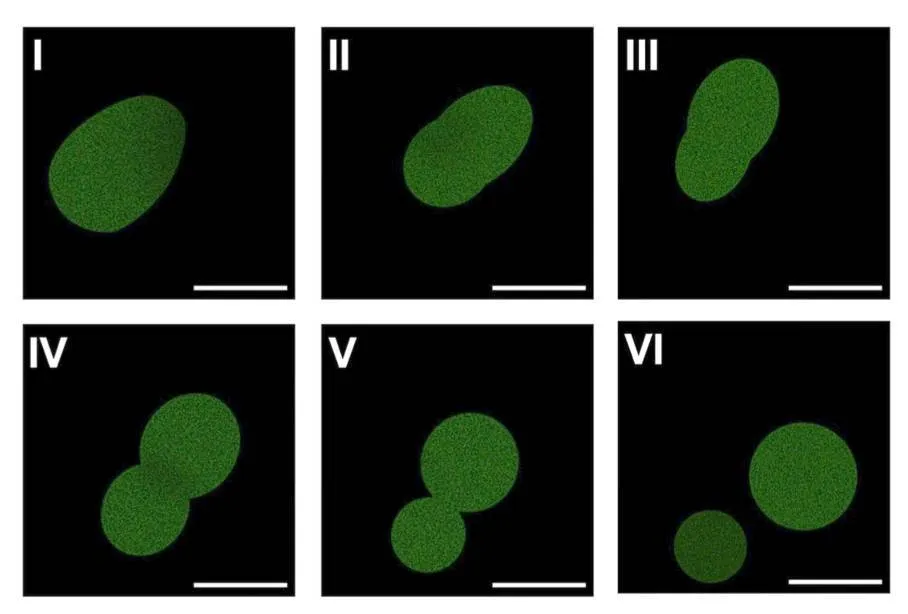 six panels showing the process of a green blob dividing into two