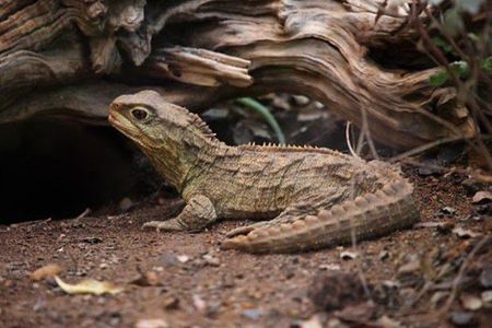 The Tuatara, Sphenodon punctatus, is a unique reptile found in New Zealand. New research suggests the species has two mitochondrial genomes.