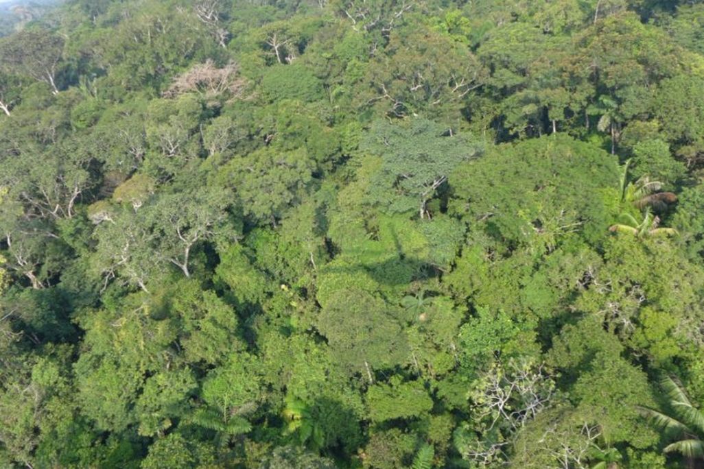 Putumayo Rainforest 