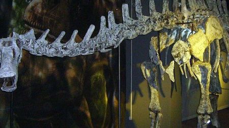 The rebbachisaurid Limaysaurus. This sauropod was similar to the ones discovered by Salgado and colleagues in the Patagonian bonebed.